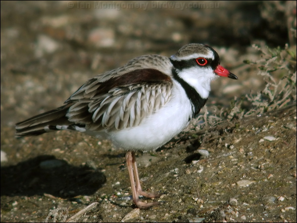 Black-fronted Dotterel blackfront_dotterel_02980.psd