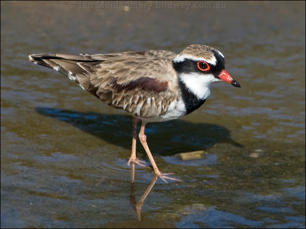Black-fronted Dotterel blackfront_dotterel_117085.psd