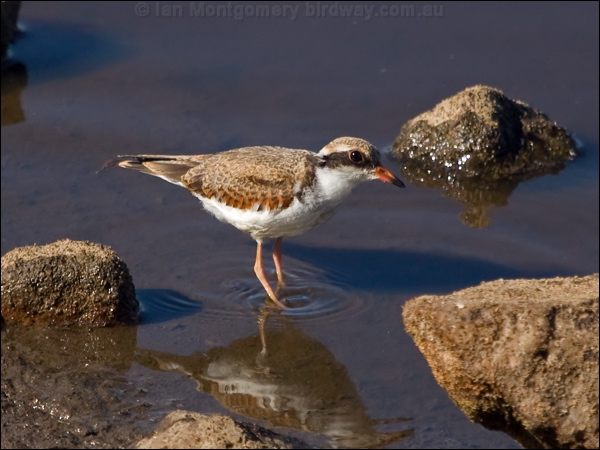 Black-fronted Dotterel blackfront_dotterel_188394.psd