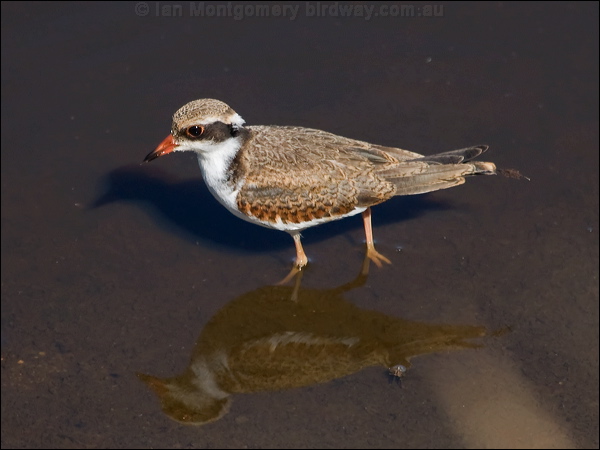 Black-fronted Dotterel blackfront_dotterel_188439.psd