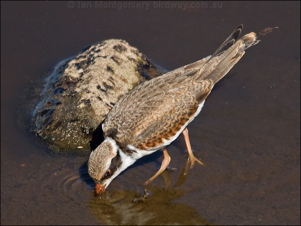 Black-fronted Dotterel blackfront_dotterel_188442.psd