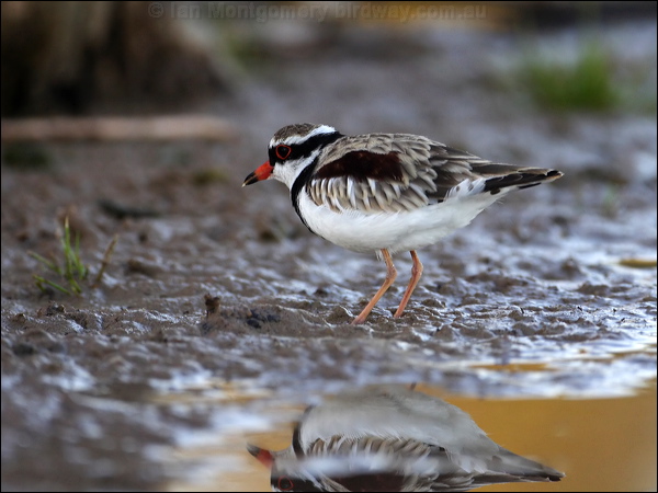 Black-fronted Dotterel blackfront_dotterel_82782.psd