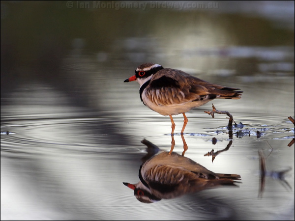 Black-fronted Dotterel blackfront_dotterel_82788.psd