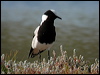 blacksmith_lapwing_04566