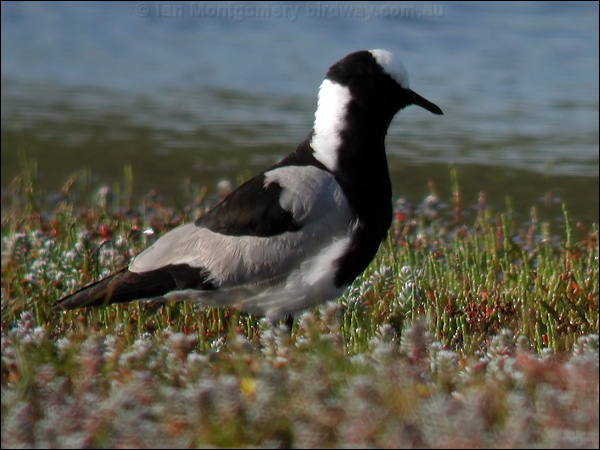 Blacksmith Lapwing blacksmith_lapwing_04562.psd