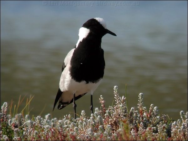 Blacksmith Lapwing blacksmith_lapwing_04566.psd