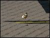 double_band_plover_154477
