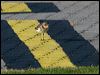 double_band_plover_154498