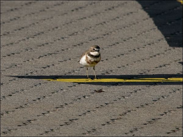 Double-banded Plover double_band_plover_154477.psd