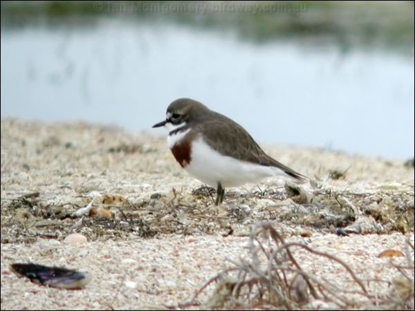 Double-banded Plover double_banded_plover_03718.psd