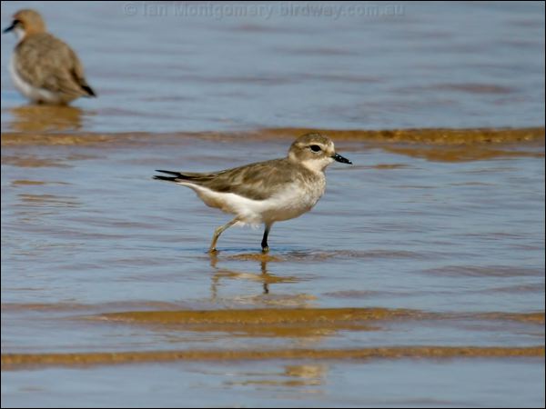 Double-banded Plover double_banded_plover_16160.psd