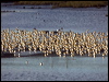 eurasiangoldenplover84068
