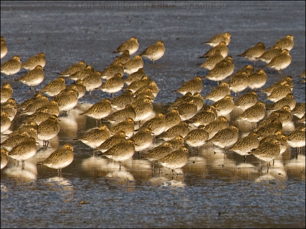 Eurasian Golden Plover eurasiangoldenplover84193.psd
