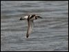 greater_sand_plover_157475
