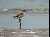 greater_sand_plover_40641