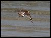 greater_sand_plover_96643