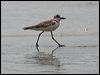 greater_sand_plover_97294