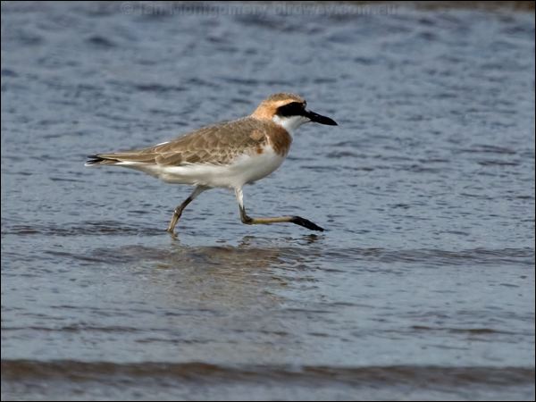 Greater Sand Plover greater_sand_plover_157416.psd
