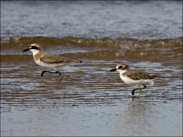 Greater Sand Plover greater_sand_plover_157436.psd