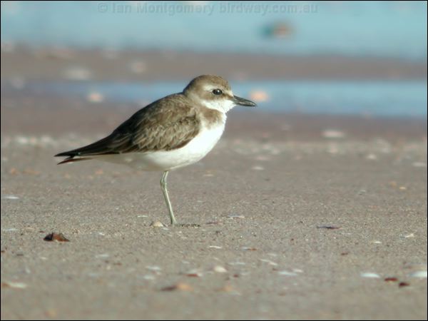 Greater Sand Plover greater_sand_plover_40249.psd