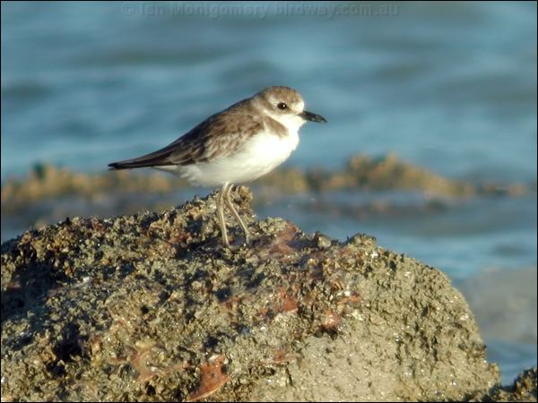Greater Sand Plover greater_sand_plover_40252.psd