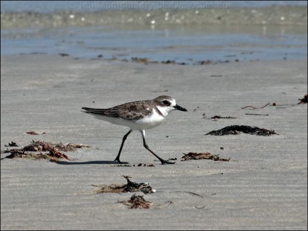 Greater Sand Plover greater_sand_plover_96631.psd