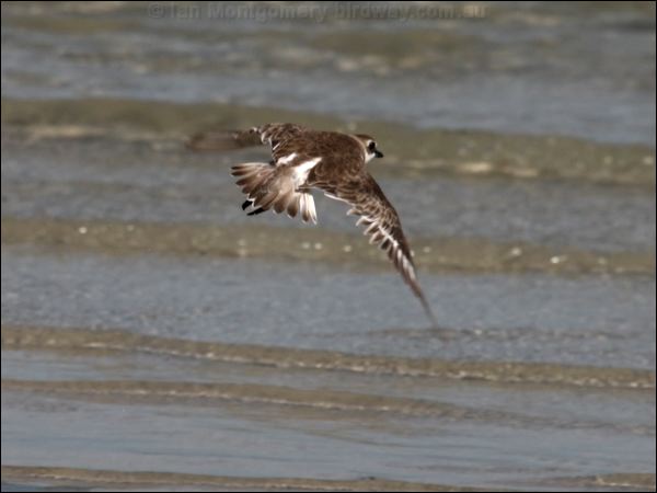 Greater Sand Plover greater_sand_plover_96643.psd