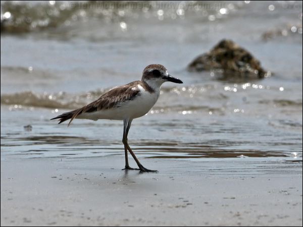 Greater Sand Plover greater_sand_plover_97285.psd