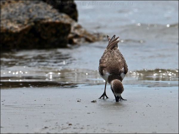 Greater Sand Plover greater_sand_plover_97322.psd