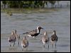 grey_plover_160343
