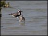 grey_plover_160347