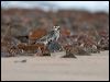 grey_plover_43132