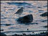 grey_plover_84272