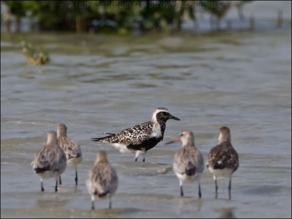 Grey Plover grey_plover_160343.psd