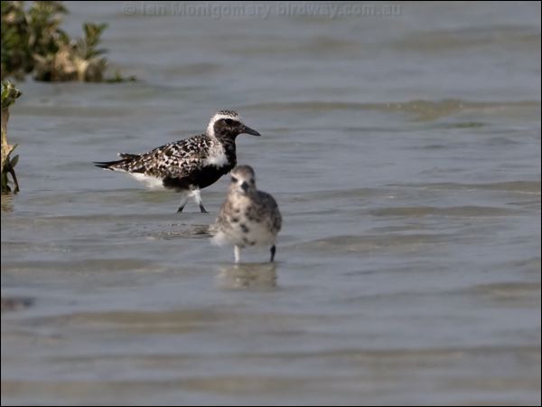 Grey Plover grey_plover_160347.psd