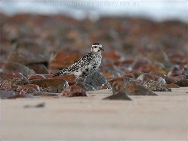 Grey Plover grey_plover_43132.psd