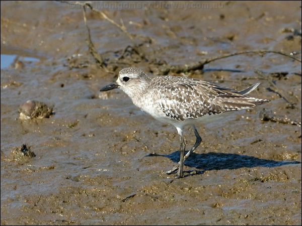 Grey Plover grey_plover_79915.psd