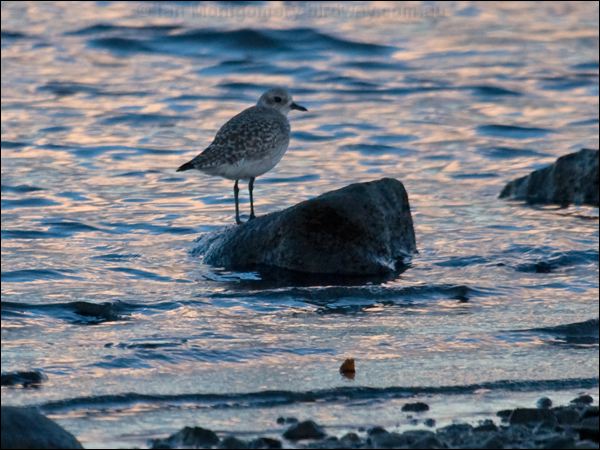 Grey Plover grey_plover_84272.psd