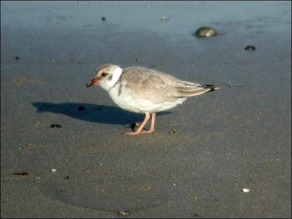 Hooded Plover hooded_plover_02482.psd