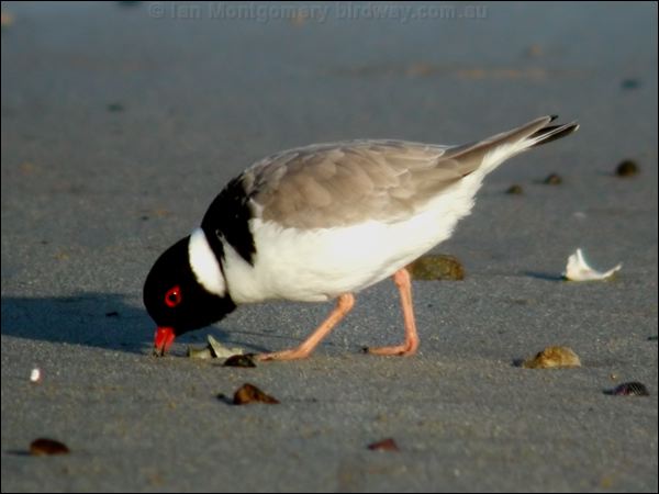 Hooded Plover hooded_plover_02498.psd