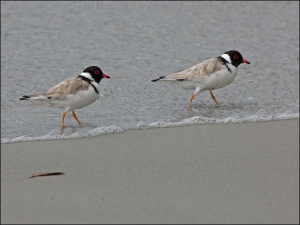 Hooded Plover hooded_plover_128234.psd