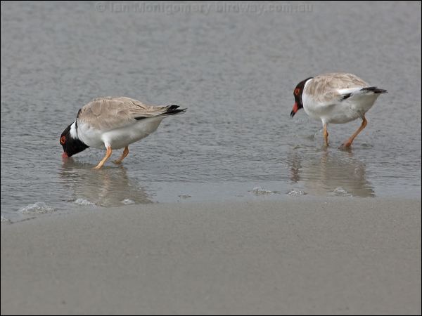 Hooded Plover hooded_plover_128236.psd