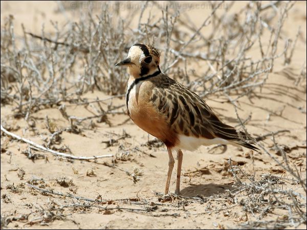 Inland Dotterel inland_dotterel_42351.psd