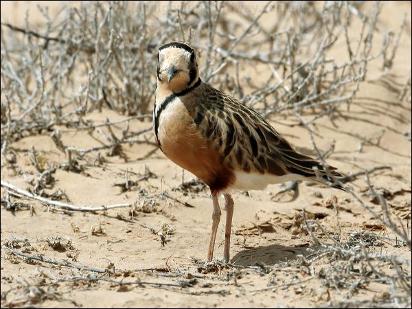 Inland Dotterel inland_dotterel_42353.psd