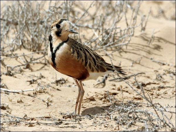 Inland Dotterel inland_dotterel_42354.psd