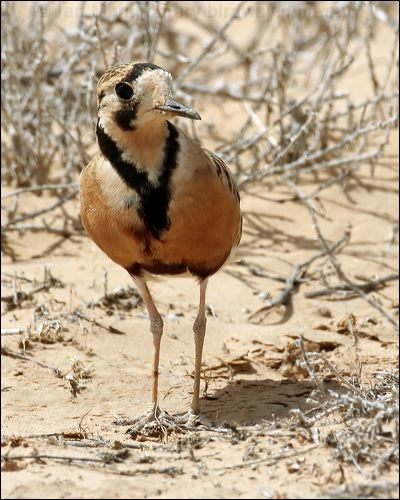 Inland Dotterel inland_dotterel_42355.psd