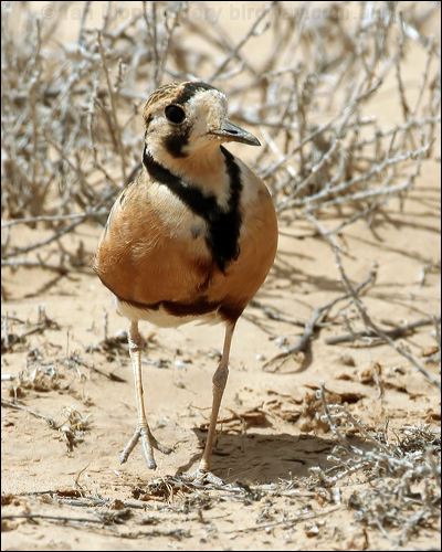 Inland Dotterel inland_dotterel_42357.psd