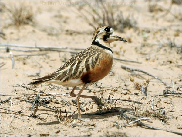 Inland Dotterel inland_dotterel_42370.psd