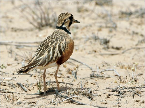 Inland Dotterel inland_dotterel_42373.psd