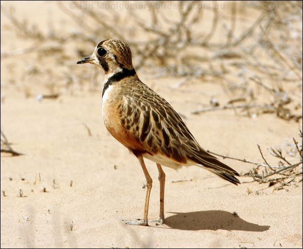 Inland Dotterel inland_dotterel_42388.psd